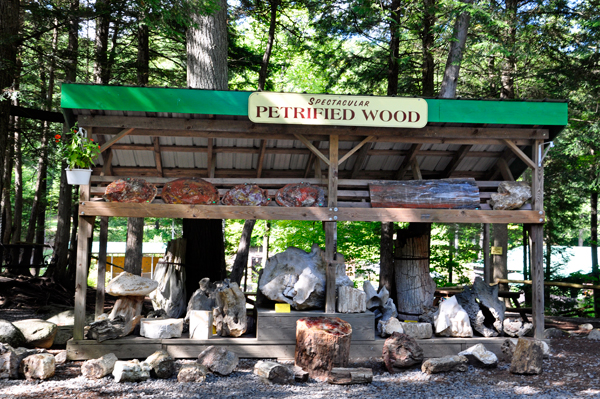 Petrified wood